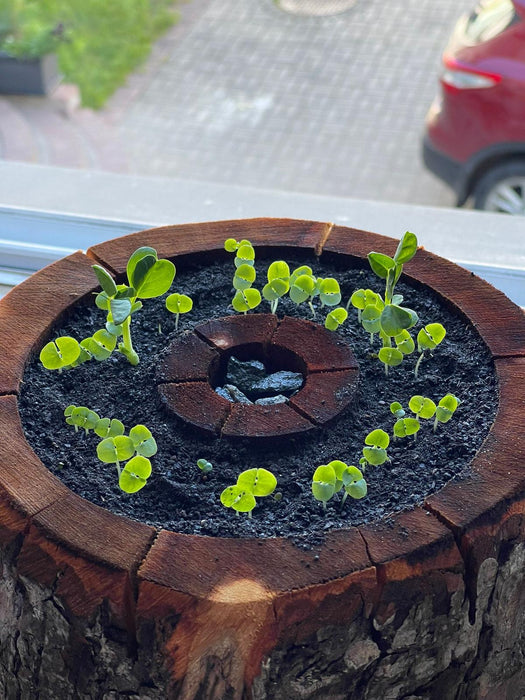 Organic pod kit
