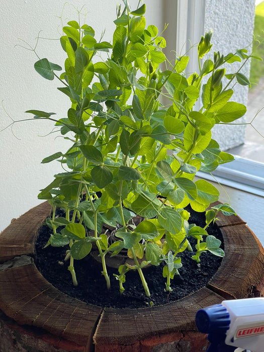 Organic pod kit